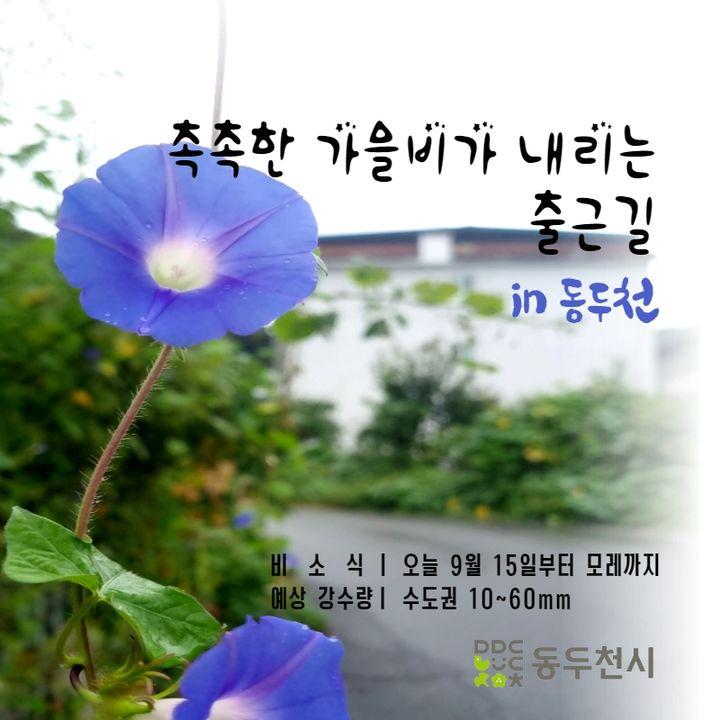촉촉한 가을비에 젖은 출근길 in 동두천  오늘 9월 15일부터 모레까지 비 소식 ☔️ 예상 강수량 : 수도권 10~60mm   행복한 주말 보내세요~  #동두천 #가을비 #주말까지 #비소식