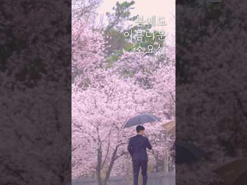 봄에도 아름다운 소요산, 동두천 벚꽃 구경하기