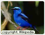 Bird of City : Bluebird