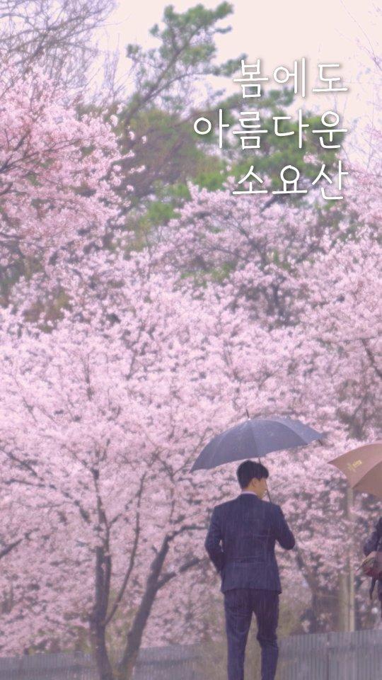 ?소요산에도 봄이 왔어요?
벚꽃이 활짝 핀 자유수호평화박물관 앞
동두천의 아름다운 봄꽃, 함께 볼까요??

?경기 동두천시 평화로2910번길 96-63
(자유수호평화박물관 앞)

#동두천 #소요산벚꽃 #벚꽃맛집 #봄산책 #경기봄여행 #자유수호평화박물관