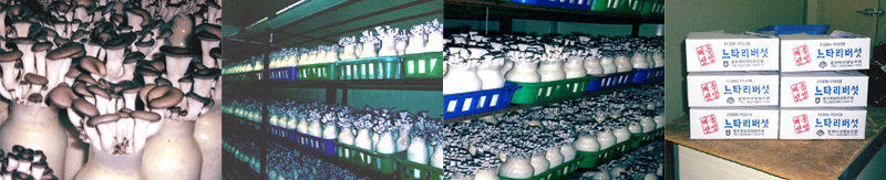 DongYang Mushroom Farming Association