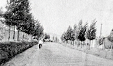 Tree-lined Street at Guk-Ho image